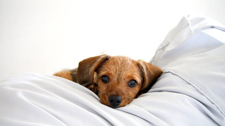 犬の急性膵炎はある日突然に【獣医師が症状や治療法などを徹底解説！】