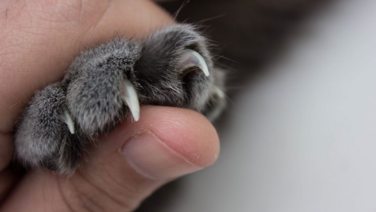 【簡単】猫の爪の切り方3つのポイント