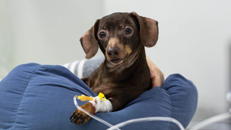 犬の急性膵炎の治療