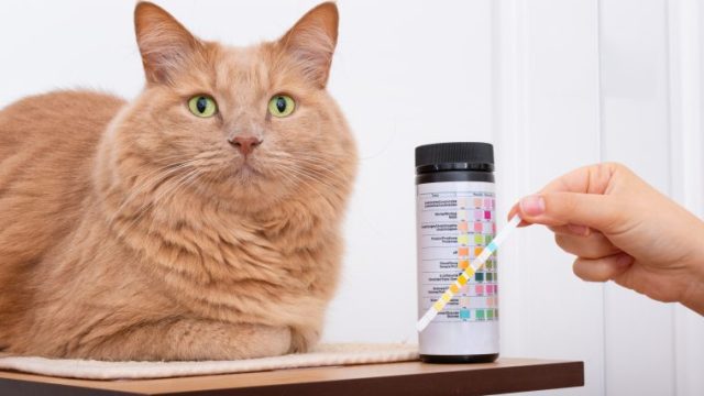 猫の血尿の予防法～やはり尿検査が重要