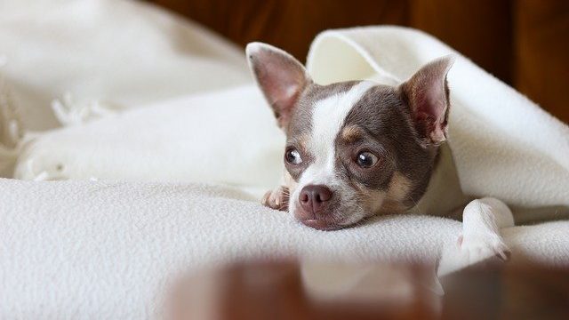 犬にとって冬の最適な室温（適温）とは「人が快適と思う温度」