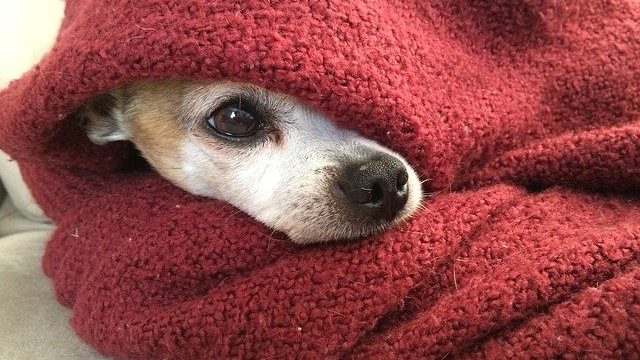 犬が寒がっているときのしぐさとは？