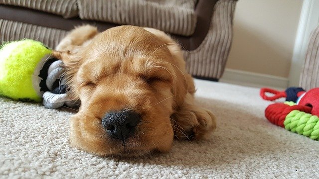 子犬の平均睡眠時間は約20時間！