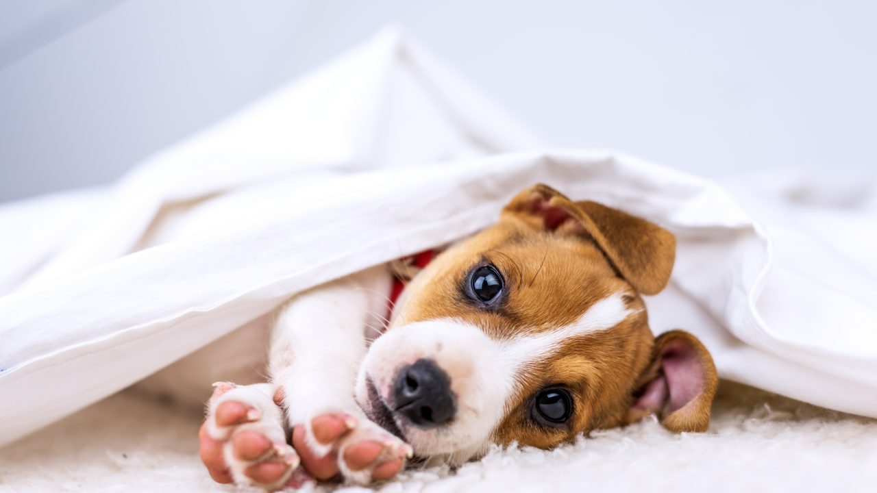 子犬の睡眠時間【寝ないときの対処法も解説】快適な睡眠で健康に過ごす