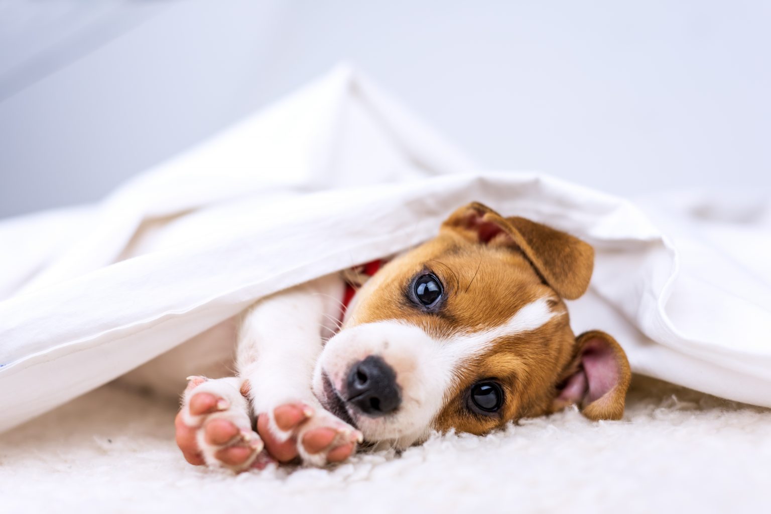 子犬の睡眠時間【寝ないときの対処法も解説】快適な睡眠で健康に過ごす