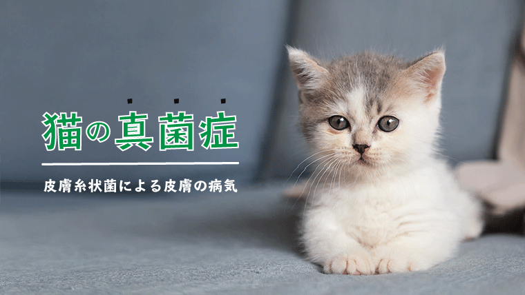 猫の真菌症】人にうつるカビ！症状や自宅での衛生管理を徹底解説！