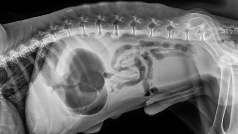 犬の胃拡張-胃捻転症候群の診断方法【レントゲン検査】