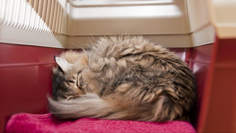 猫が寒がっているときのしぐさとは？