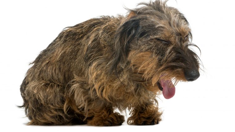 犬の気管虚脱の症状は「ガアガア」いう咳