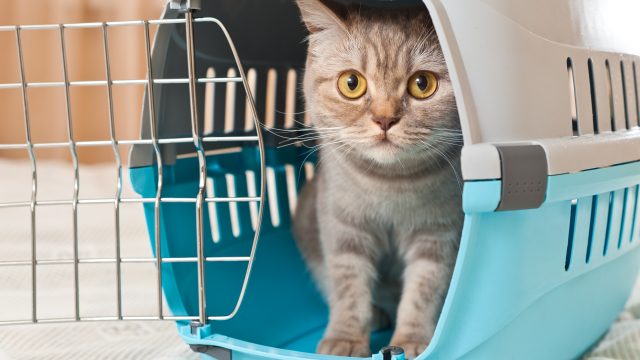 猫は動物病院がストレス！？】暴れないようにする方法と通院の仕方