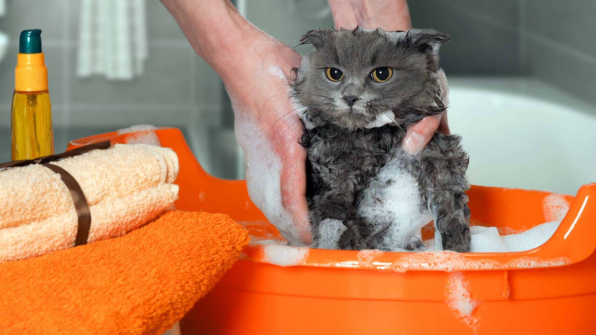 【猫の真菌症】人にうつるカビ！症状や自宅での衛生管理を徹底解説！