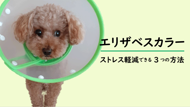 犬のエリザベスカラー ストレス軽減できる3つの方法 嫌がらないぶつからない