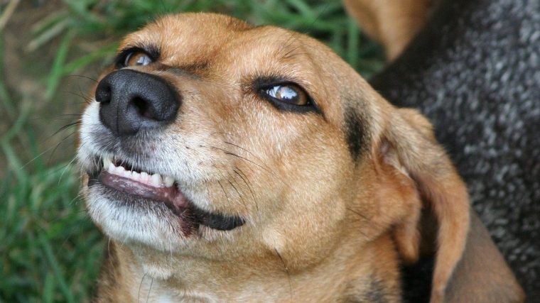 犬がくしゃみをする7つの原因と対処法