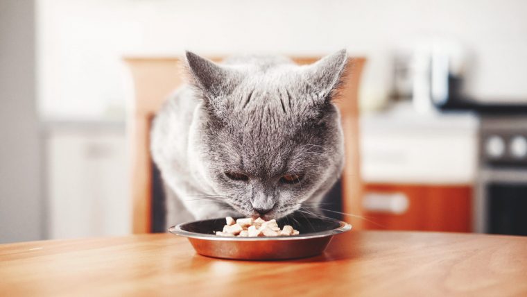 猫の便秘の治療法【食事療法が大事！】
