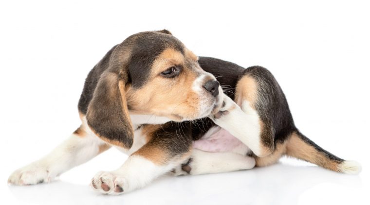 犬の外耳炎の5つの原因