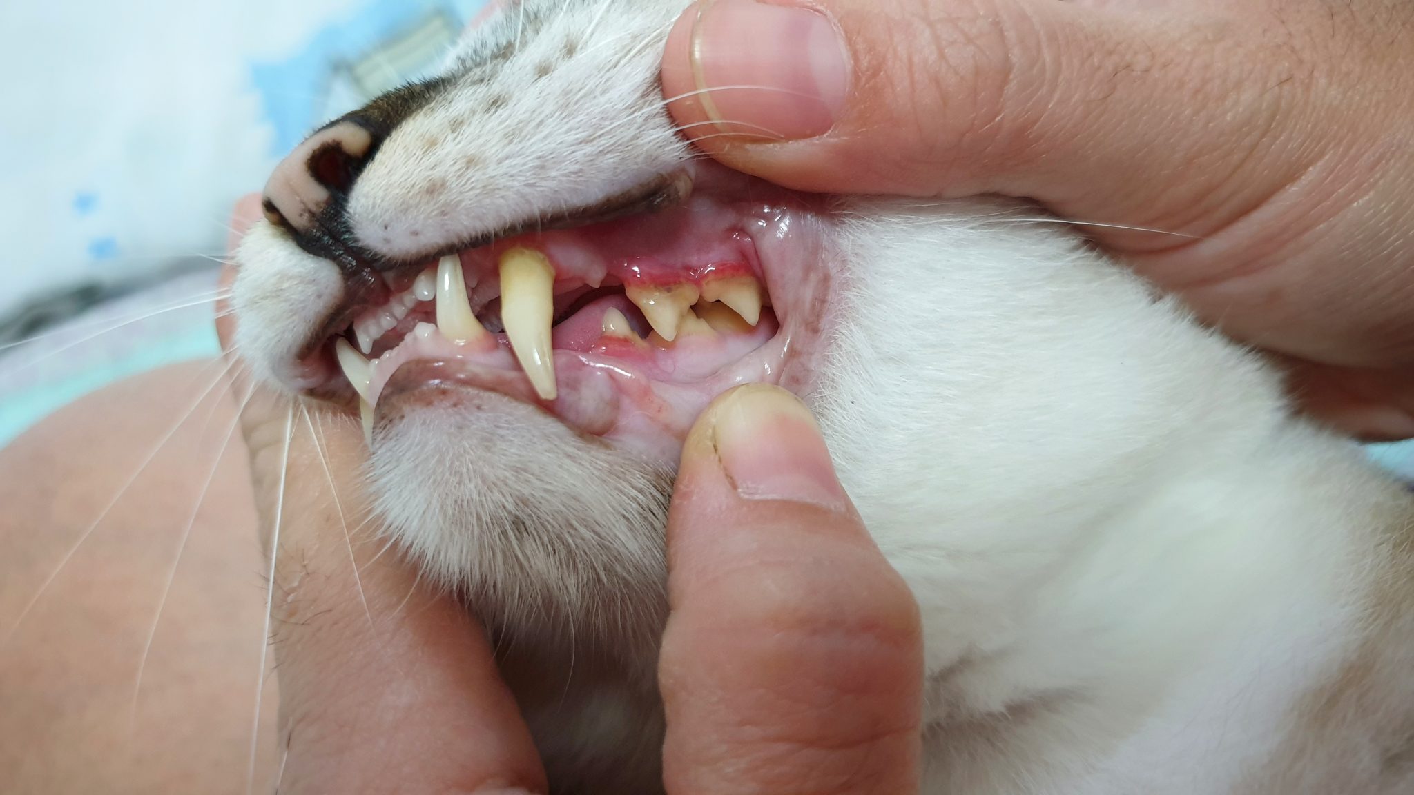 猫の口内炎