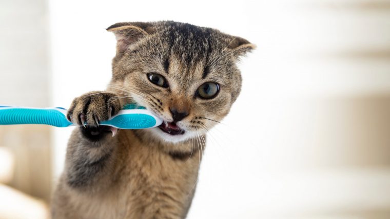 猫の口内炎の治療法と予防法7選【自宅ケアも解説】