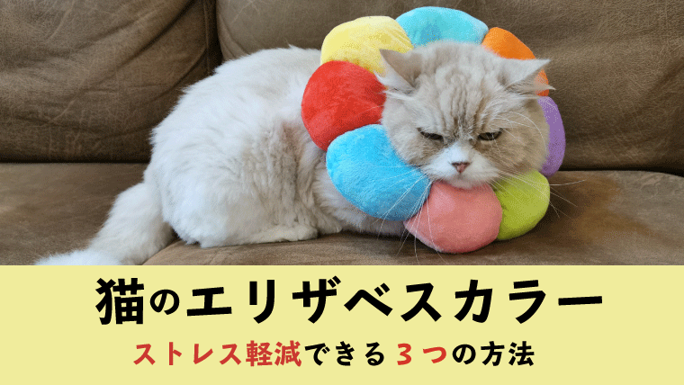 猫のエリザベスカラー ストレス軽減できる3つの方法 嫌がる愛猫のために