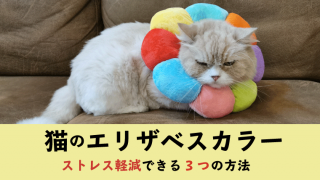【猫のエリザベスカラー】ストレス軽減できる3つの方法【嫌がる愛猫のために】