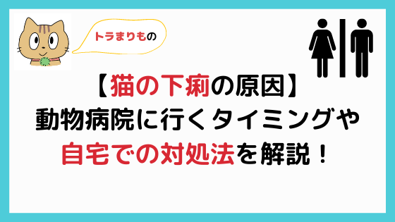 猫の急性/慢性膵炎】原因や症状、治療法や予後などを獣医師が解説！