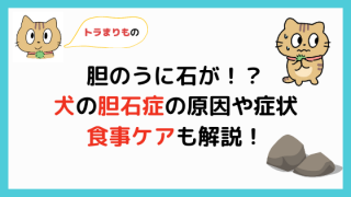 子犬の便からそうめんみたいな白い虫が出たときの原因と対処法