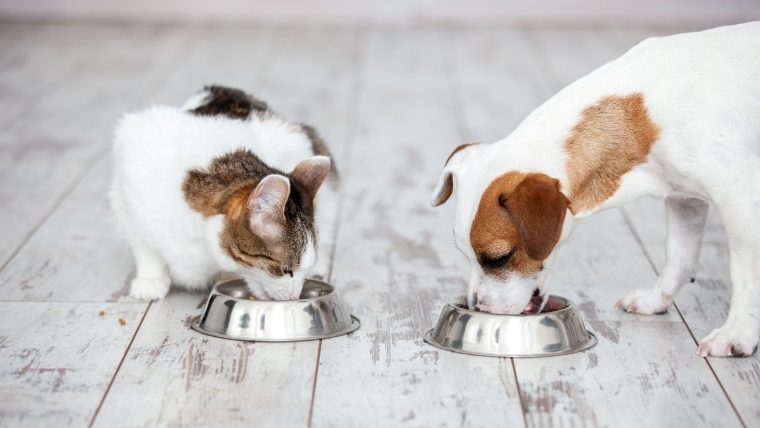 犬と猫は空腹で吐いてしまう動物【胆汁嘔吐症候群】