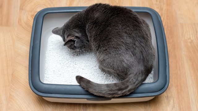 猫砂を食べた 異嗜の3つの理由と対策 対処法を解説 ストレスの可能性あり