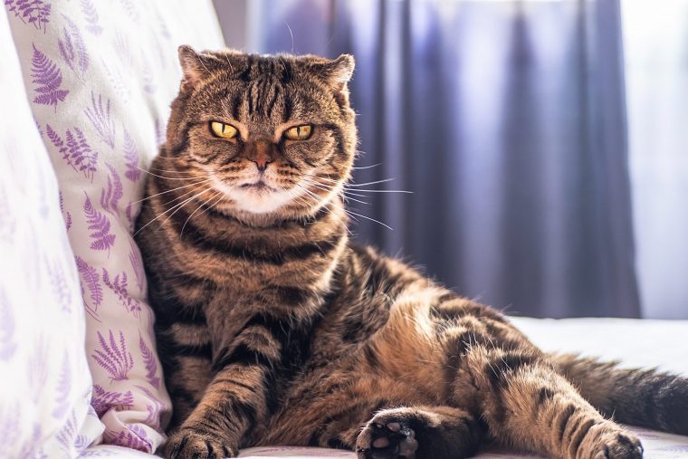 猫の関節炎～変形性関節症（脊椎症）とは？
