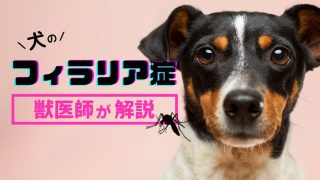 子犬の予防接種 種類や時期 費用など徹底解説 健康に過ごす秘訣