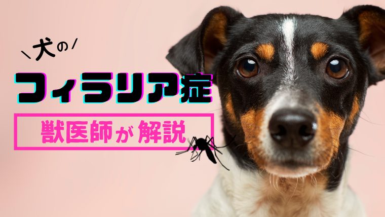 犬のフィラリア症 予防薬はいつから 人間や猫にもうつる などフィラリアを徹底解説