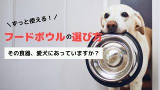 犬が療法食を食べない問題 どうすればいいのか具体的に解説