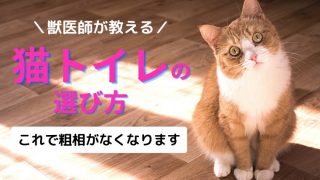 猫が急に粗相するようになった 5つの原因と対策法を徹底解説