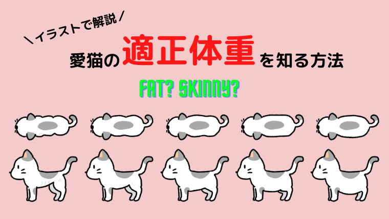簡単 猫の適正体重を知る方法 sという指標で健康に過ごそう