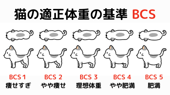 BCSを用いた猫の適正体重の見分け方【BCS3が理想】