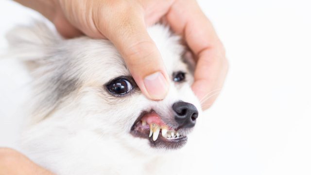 犬の乳歯が抜けない！乳歯遺残は抜歯の必要あり【生え変わり時期は？】