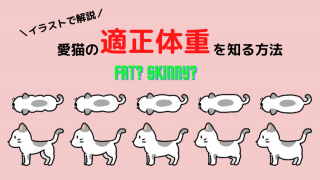 【簡単】猫の適正体重を知る方法【BCSという指標で健康に過ごそう】