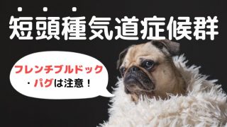 犬が水を飲むとむせる 原因や対策を獣医師が解説 子犬 老犬は注意