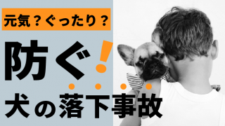 犬が後ろ足を突然びっこする 原因と対策を獣医師が解説