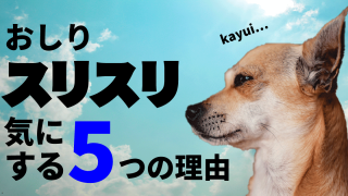 注意 犬がしっぽを噛む原因とやめさせる3つの方法 追いかけるのには理由がある