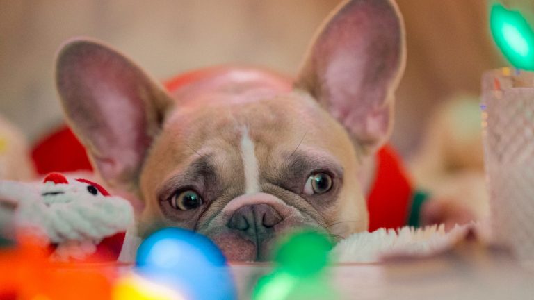 犬の短頭症候群