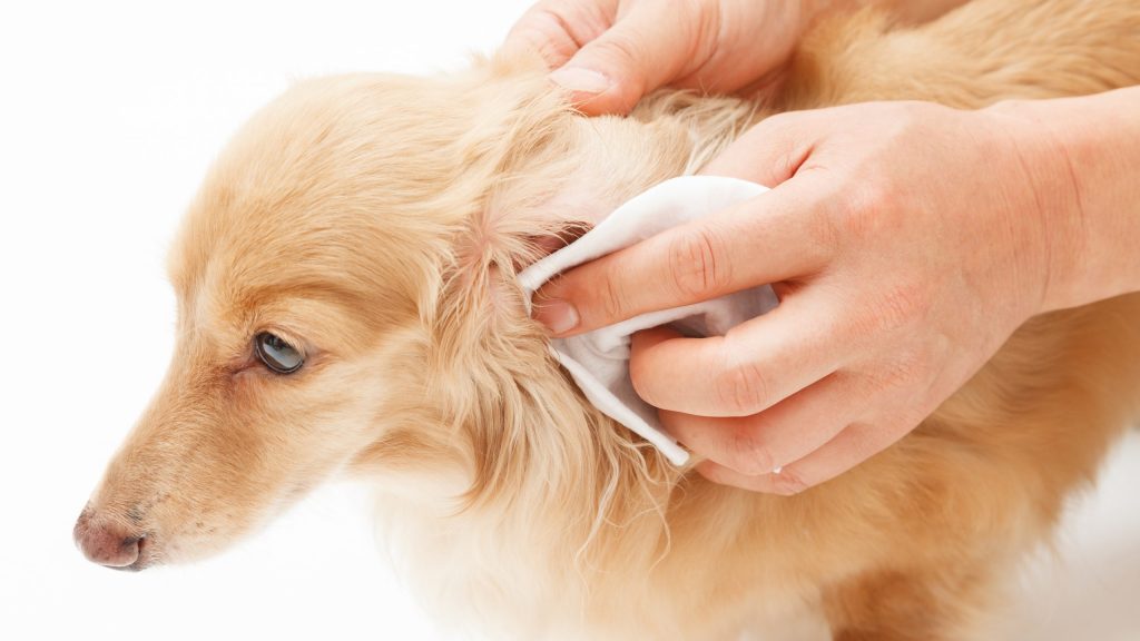 犬の耳の掃除方法