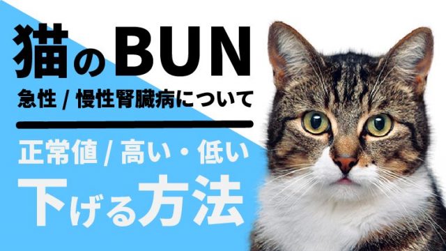 猫のBUN 血中尿素窒素】正常値や高い/低い場合の対処法を獣医師が解説！