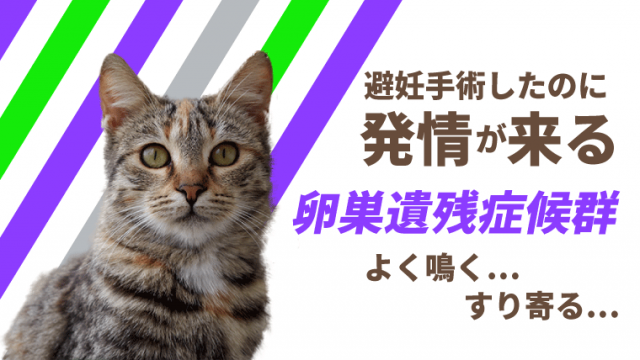 猫の卵巣遺残症候群 避妊手術後の発情 よく鳴く すり寄るは