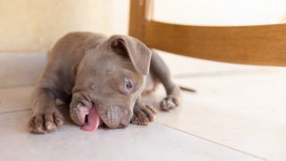 犬のよくあるお悩み まりも動物病院