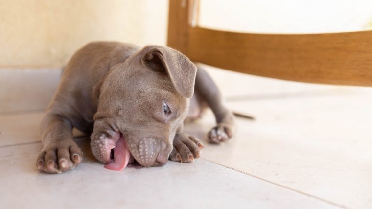 犬が床を舐める理由とやめさせる方法を獣医師が解説！