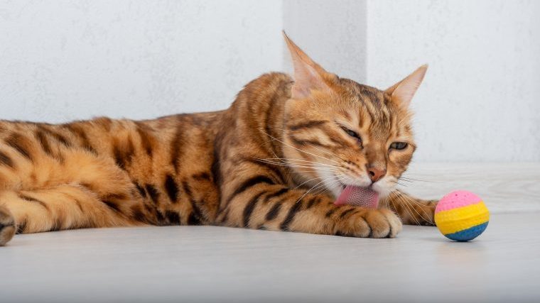 猫が床を舐める5つの理由とやめさせる方法を獣医師が解説！