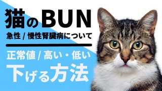 猫のBUNの正常値や高い/低い場合の対処法