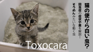 犬の便に白い粒が！】米粒みたいな白い虫の正体、治療など全部解説！