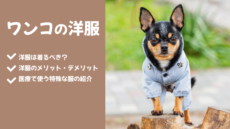犬が洋服を着る3つのメリット デメリットや嫌がるときの対処法も解説