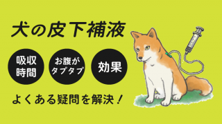 犬の落下事故 犬を落としてしまったときの対処法 元気 ぐったり